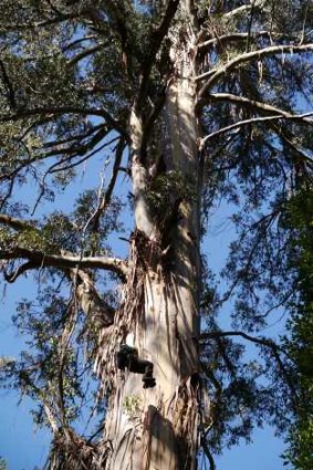Brett Mifsud climbs Australia's biggest tree
