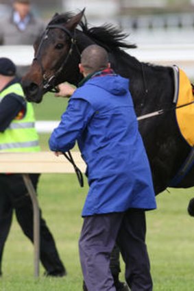 Stricken horse Sirrocean Storm limps after the tragedy.