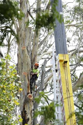 Call for an inspection of the health of trees: An arborist cutting the tree in Pitt Town.
