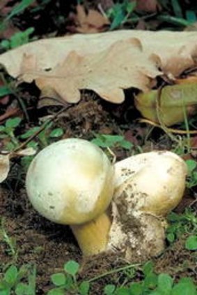 The toxic death cap mushroom.