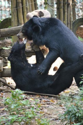 Play time: Free the Bears refuge, Luang Prabang.