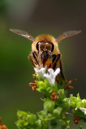 Under threat ... toxic soils could be killing bees.