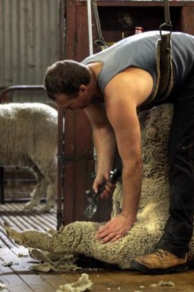 There is a push for sheep shearing to become an Olympic sport.