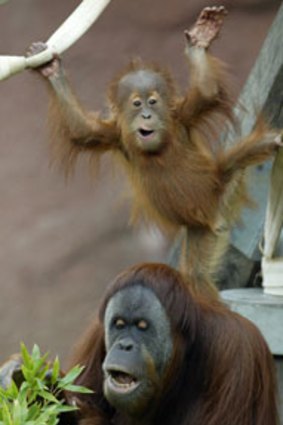 Melbourne Zoo orang-utan Maimunah, pictured in 2004 with her then one-year-old son Menyaru. She gave birth to a female baby just before midnight on Monday.