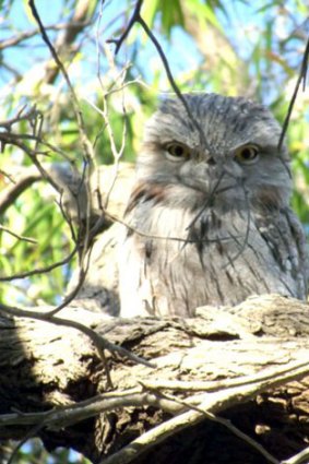 A tawny frogmouth fixes the camera with his stare.