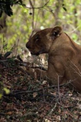 A female lion with a Roan antelope kill in Pendjari National Park.