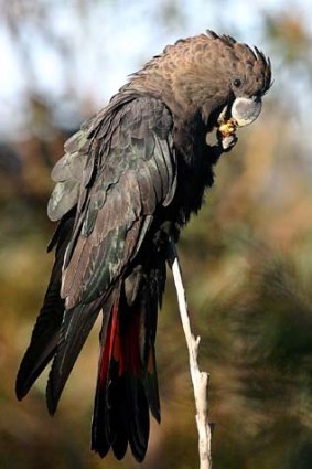 At risk: The glossy black cockatoo.