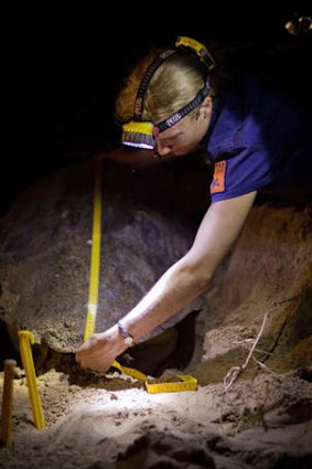 Turtles laying eggs at Mon Repos, near Bundaberg Queensland.