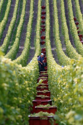 Harvesting grapes in  Champagne.