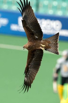 A bird circles the field of play above goalkeeper Toni Cronk of Australia.