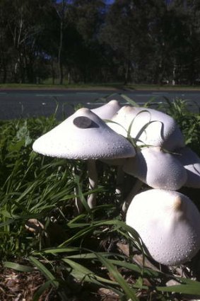 Monster-sized mushrooms on Kingsford Smith Drive, with 20 cent coin for comparison