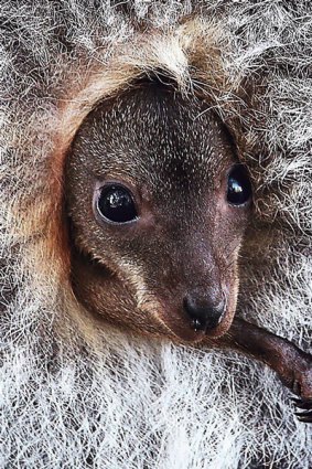 Among the abundant wildlife are wombats and wallabies.