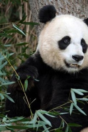 Mei Xiang, the female giant panda at the Smithsonian's National Zoo in Washington.