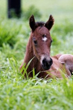 The filly is the first foal out of the champion mare.