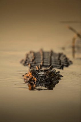 Snapped: A saltwater crocodile.