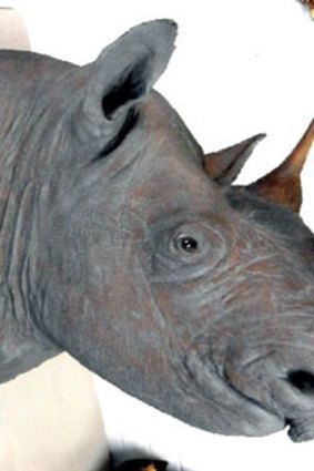 An early 20th century antique black rhinoceros head with horns.