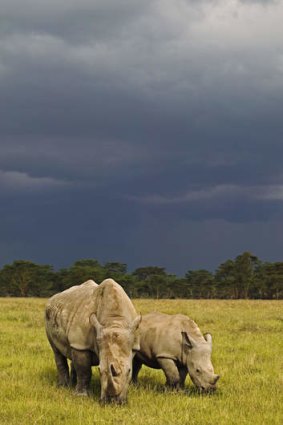 White Rhinoceros with a calf at Lake Nakuru national Park in Kenya.