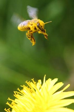 Natural order: A bee covered with pollen.