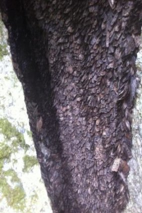 Aestivating moths in a rock crevice in Namadgi.