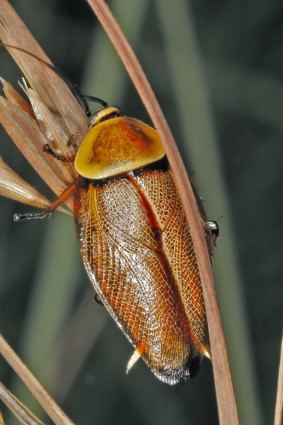 The humble cockroach has more than 500 species.