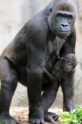 Despite the evolutionary split with gorillas around 10 million years ago, we still share a remarkable number of genes with the great ape.