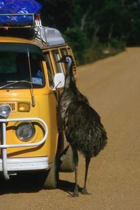 An inquisitive emu.