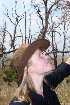 Catherine Ross examines new growth on a ribbon gum near Berridale for signs of the Eucalyptus weevil