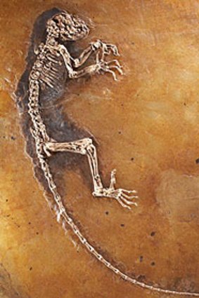 The immaculately preserved skeleton of Ida, a 47 million-year-old primate found in Germany.