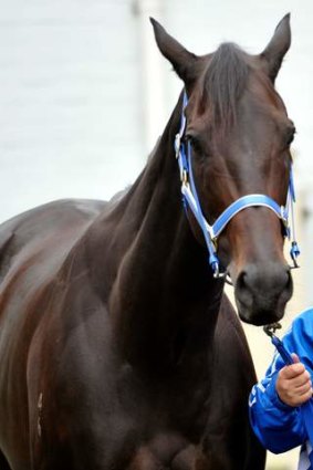 Picture of health and serenity: Black Caviar on Wednesday.