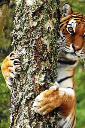 Sasha, a female Amur tiger, in her new enclosure in a Scottish wildlife park.