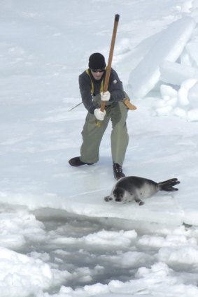 A hunter clubs a young harp seal during Canada's commercial seal hunt.