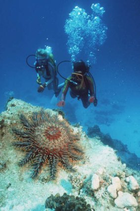 Enemy mine: A crown-of-thorns starfish on the reef.