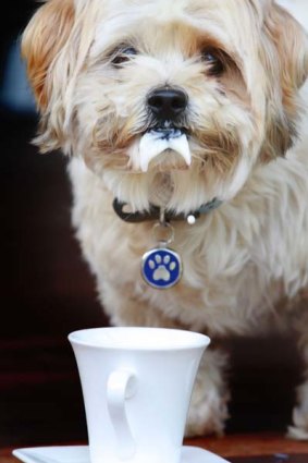 Chew Chew now has a broad menu where pet owners can order dishes including chicken mince with coleslaw salad and beef steak with mushrooms, as well as the ever-popular doggie-cinos.