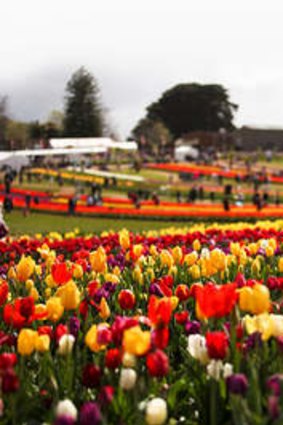 The annual Tesselaar Tulip festival is back for its 60th event.