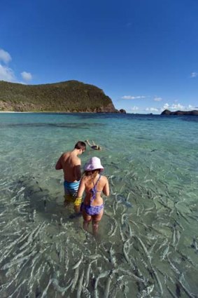 Pristine ... fishy business just off the beach at Lord Howe Island.