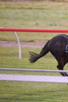 Track work for import Lucas Cranach at Werribee.