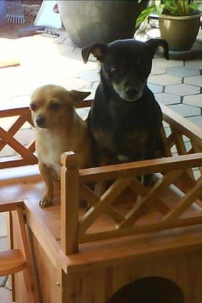Midge (left) and Neo, the dogs owned by Renee Dean who were mauled to death in their own backyard.