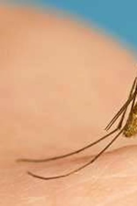Mosquitoes: responsible for killing more than a million people a year.