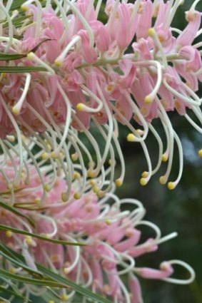 Annual pruning keeps grevillea at their best.