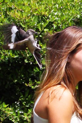 A mockingbird attacking a student at the University of Florida in an attempt to drive her away from its nest.