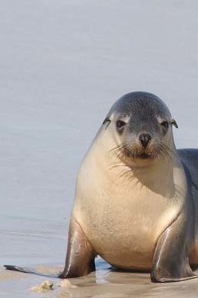 A seal pup at Seal Bay.