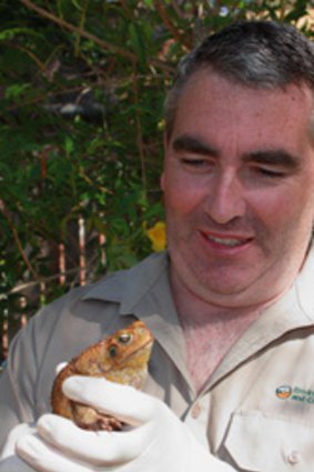 DEC Officer Brett Lewis with the adult cane toad discovered at a Karratha nursery.