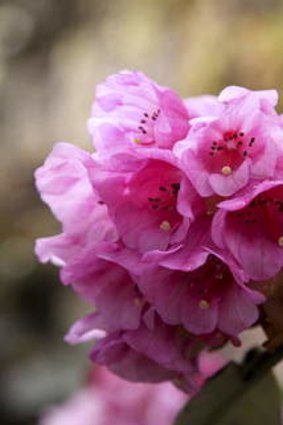 Hooker's <i>Rhododendron hodgsonii</i>.