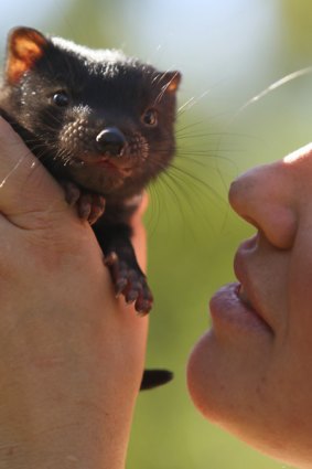 Fancy a kiss? Tasmanian devil joey Smooch, one of 28 recently born at Healesville Sanctuary, is helping to save her species.