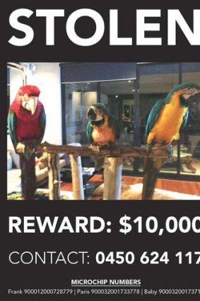 The lost poster featuring Mark Judge's stolen macaws - Frank, Paris and baby.