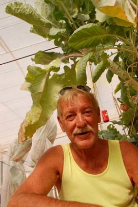 Department of Environment technical officer George Alcock among the giant brassica plants.