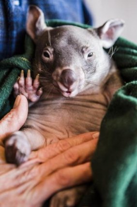 A baby wombat, photographed at Sleepy Burrows Wombat Sanctuary.