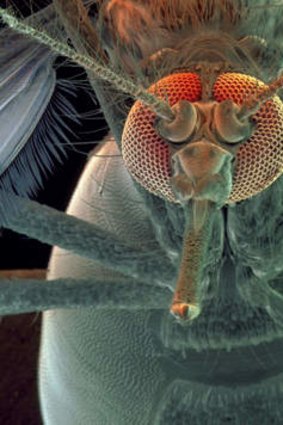 Fierce creature: The magnified head of a female yellow fever mosquito.