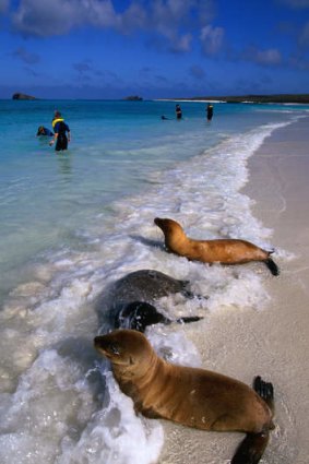 Sea Lions share the beach with visiting snorkellers.