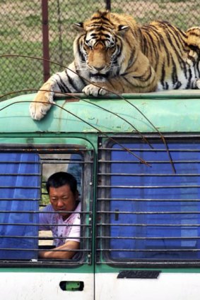A Siberian tiger on top of a tourist bus at a branch of Harbin Siberian Tigers Breeding Center in Shenyang, China.